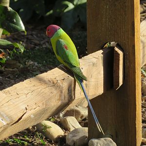 Plum-headed Parakeet