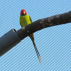 Plum-headed Parakeet