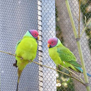 Plum-headed Parakeets