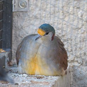 Sulawesi Ground Dove