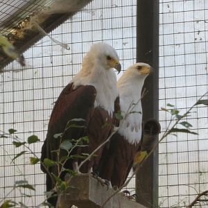 African Fish Eagles
