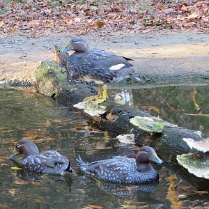 Flying Steamer Ducks
