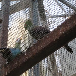 Guinea and Red Crested Turacos