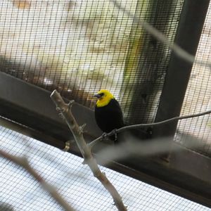 Yellow-hooded Blackbird