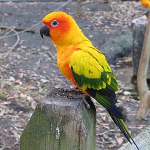 Sun Conure