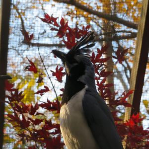Black-throated Magpie-jay