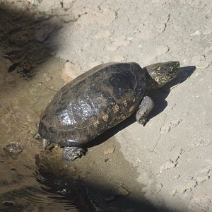 Asia - Black Pond Turtle