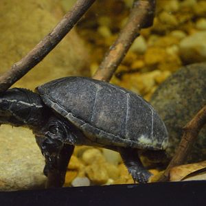 Wild Florida - Eastern Musk Turtle