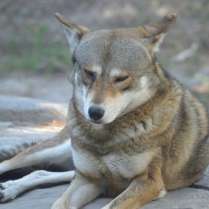 Wild Florida - Red Wolf