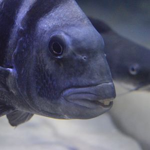 Wild Florida - Sheepshead/Hardhead Sea Catfish