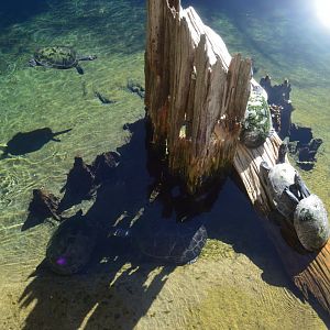 Wild Florida - Arrau Turtle/Yellow-spotted Amazon River Turtle
