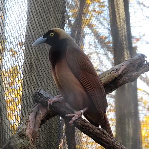 Raggiana Bird-of-Paradise (Female)