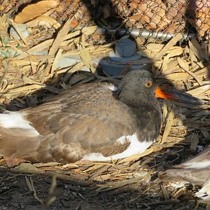 American Oystercatcher