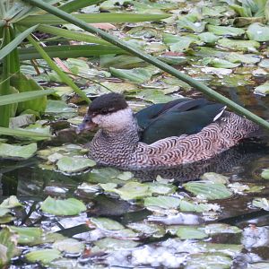 Green Pygmy Goose