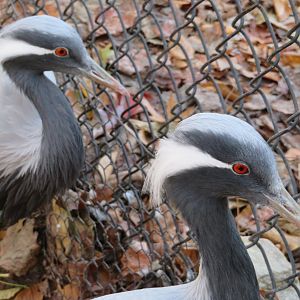 Demoiselle Cranes