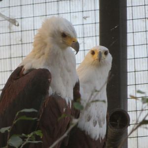 African Fish Eagles