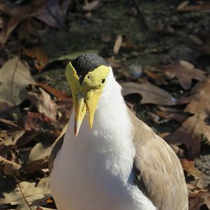 Masked Lapwing