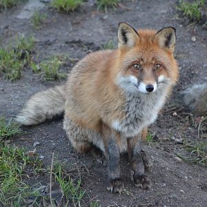 Red fox at Skansen, Stockholm