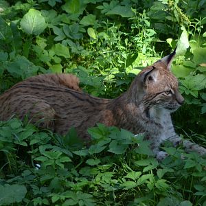 Lynx at Skansen, Stockholm