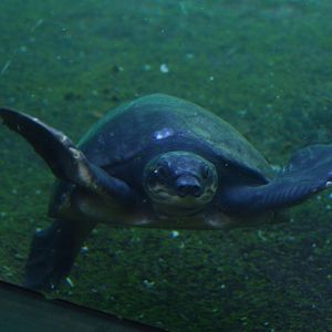 Wild Florida - Fly River Turtle
