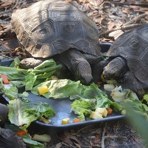 Asia - Asian Brown Tortoise