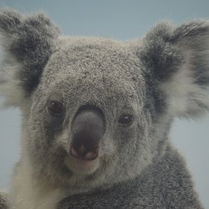 Walleroo Station - Koala
