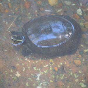 Walleroo Station - Malayan Box Turtle