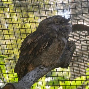 Aviary - Tawny Frogmouth