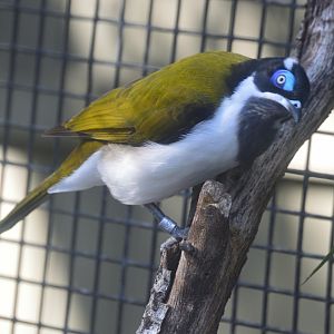 Asia - Blue-faced Honeyeater