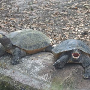 Tomistoma Exhibit - Giant Asian Pond Turtle