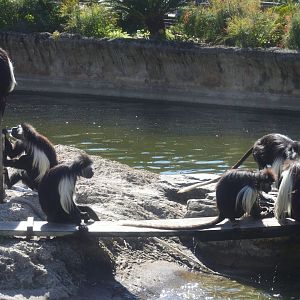 Primates - Angolan Colobus