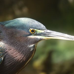 Wetlands of Florida - Green Heron