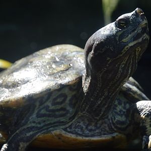 Wetlands of Florida - Barbour's Map Turtle