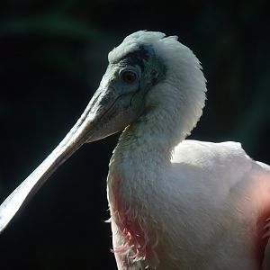 Wetlands of Florida - Rosette Spoonbill