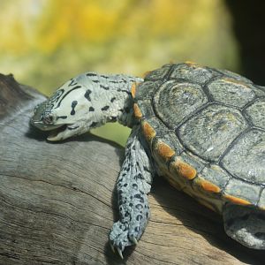 Wetlands of Florida - Diamondback Terrapin