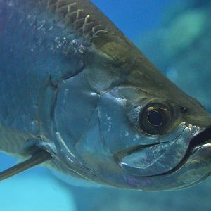 Heart of the Sea - Atlantic Tarpon