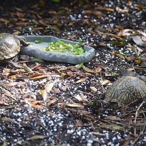 Wetlands of Florida - Gulf Coast Box Turtle (Left)/Florida Box Turtle (Right)