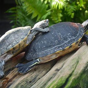 Wetlands of Florida - Barbours Map Turtle (Left)/Suwannee River Cooter (Right)