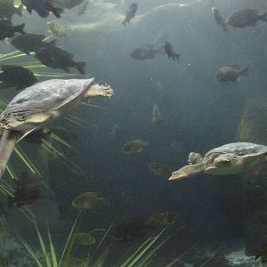 Wetlands of Florida - Florida Softshell Turtle