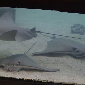 Bays and Beachs - Cownose Ray