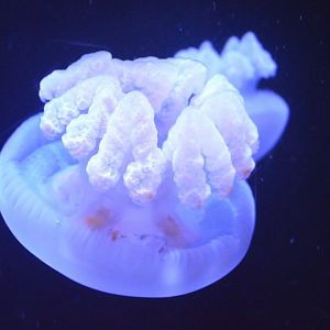 Waves of Wonder - Blubber Jelly