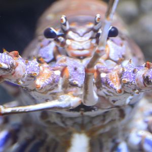 Bays and Beachs - Caribbean Spiny Lobster