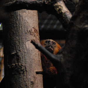 Golden-headed Lion Tamarin - 2021