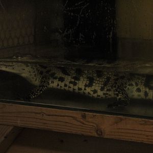 "West African" Crocodile