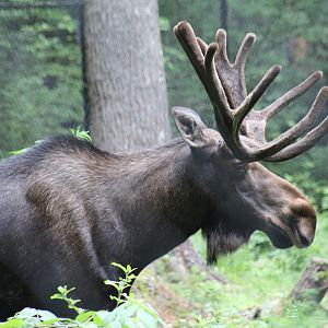Eastern Moose