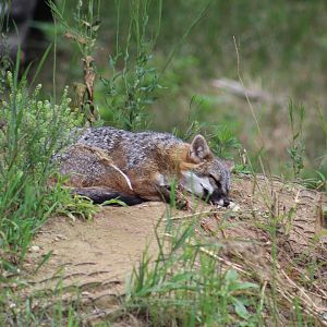 Grey Fox