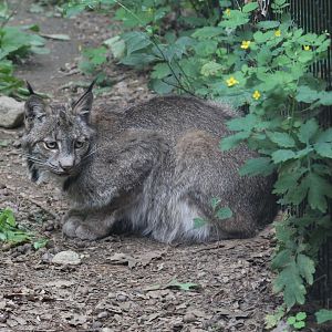 Canada Lynx