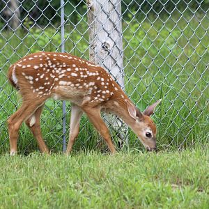 White-Tailed Deer Fawn