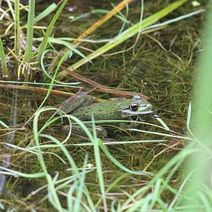 American Bullfrog