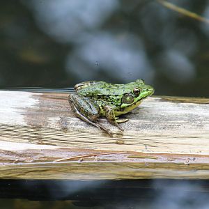 Green Frog